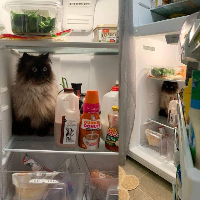 Із цим котиком сталася екзистенційна криза прямо в холодильнику / Фото Reddit    
